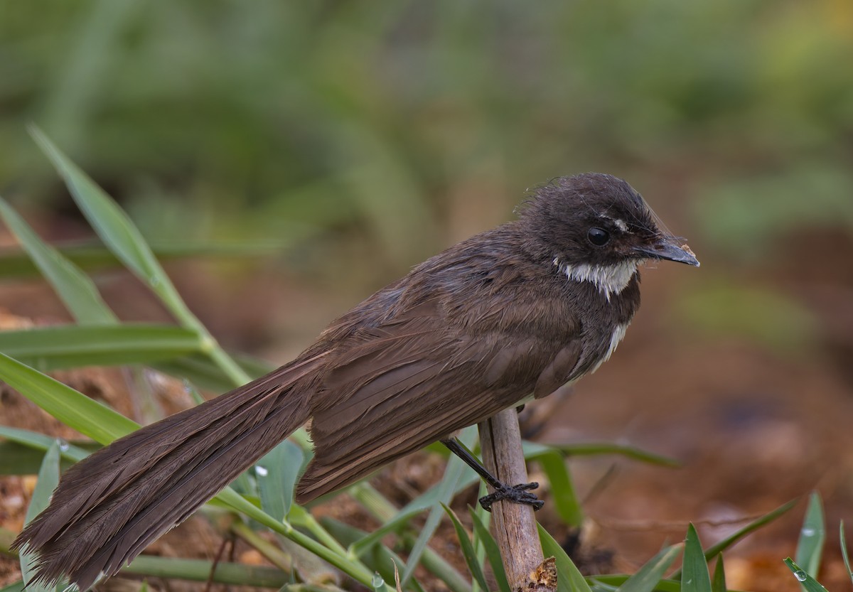 Malaysian Pied-Fantail - ML620568076