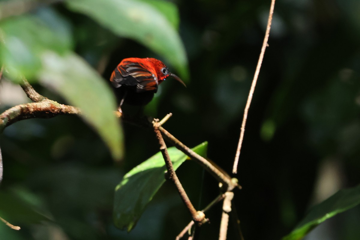 Crimson Sunbird (Sulawesi) - ML620568077