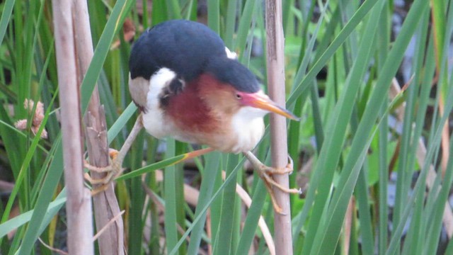 Least Bittern - ML620568080