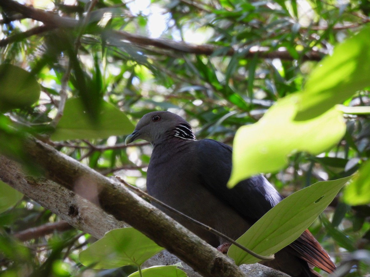 Sri Lanka Wood-Pigeon - ML620568082