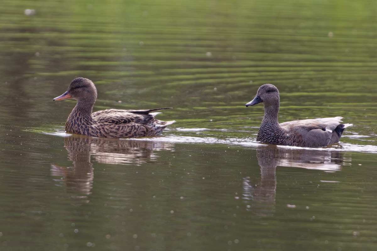 Gadwall - Jeffrey Leguit