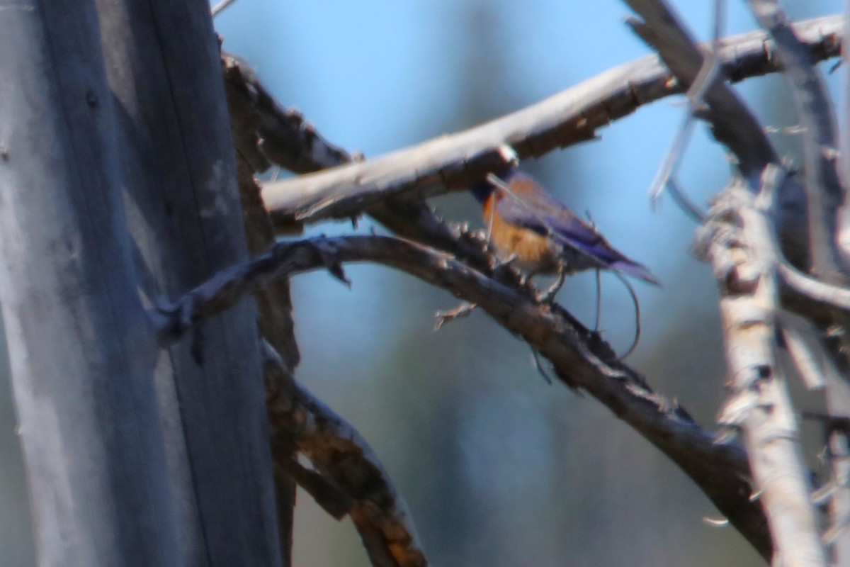 Western Bluebird - ML620568086