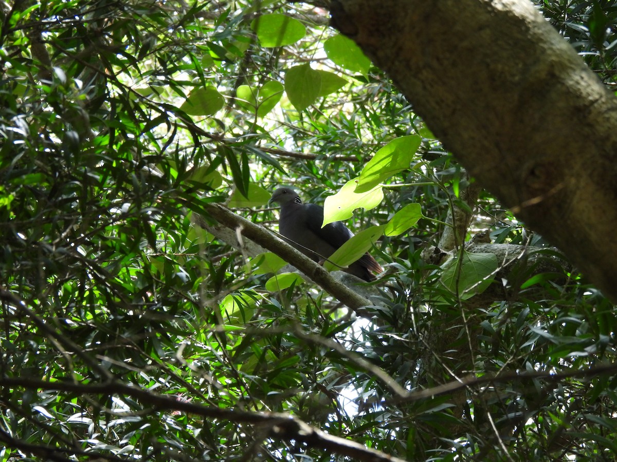 Sri Lanka Wood-Pigeon - ML620568087