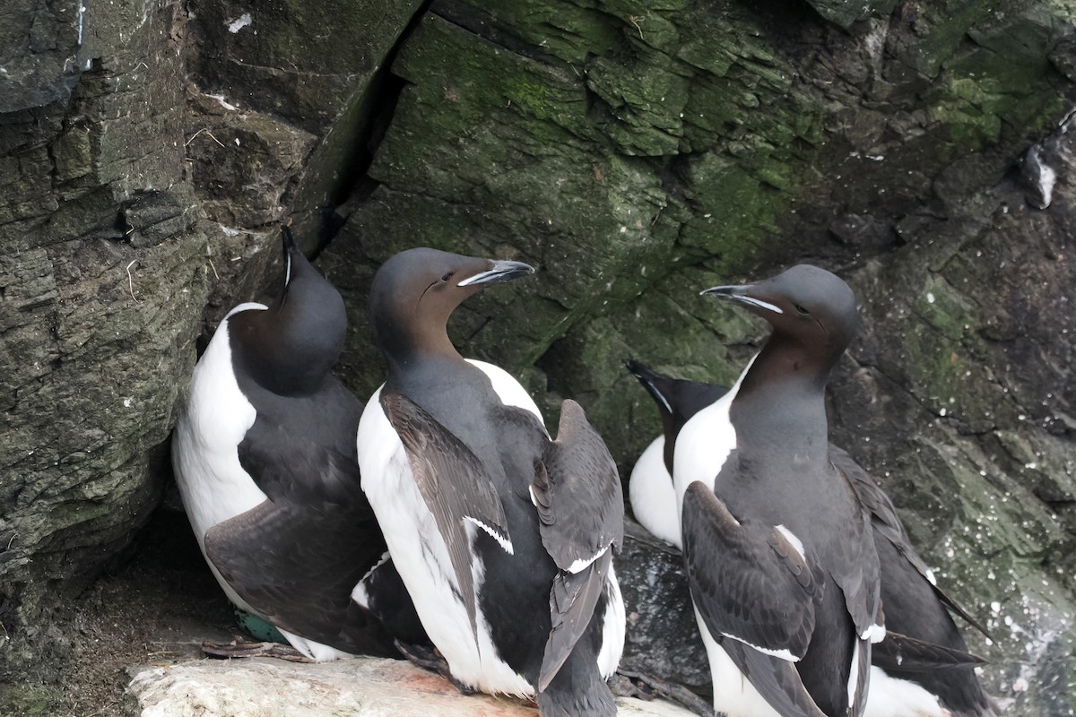 Thick-billed Murre - ML620568106