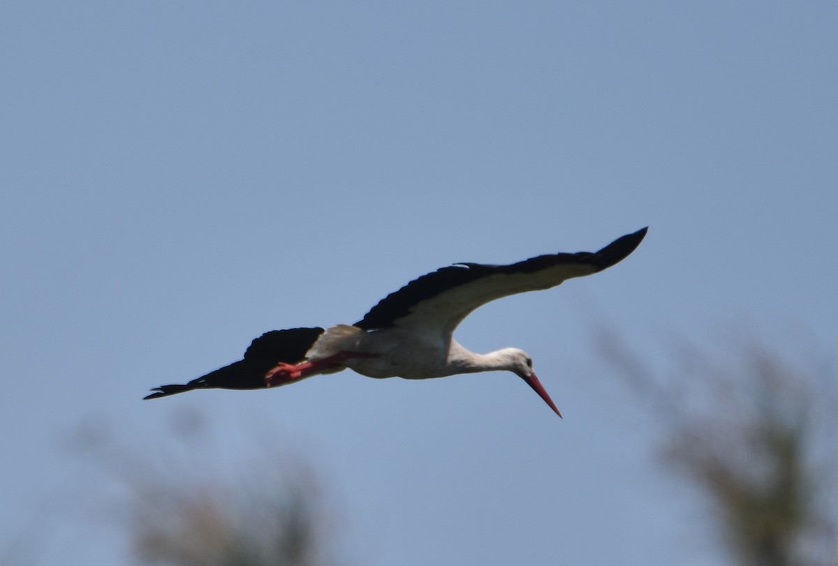 White Stork - Jaume Lopez Puigbó