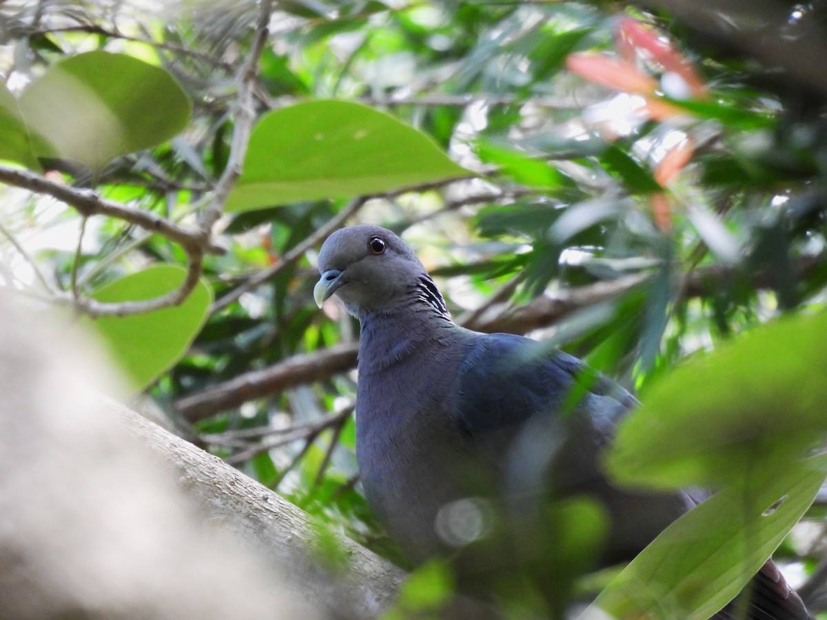 Sri Lanka Wood-Pigeon - ML620568108