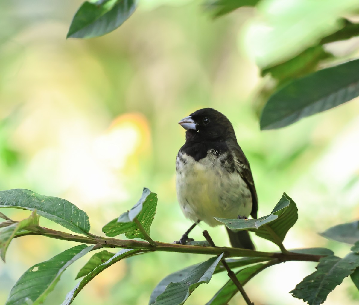 Yellow-bellied Seedeater - ML620568133