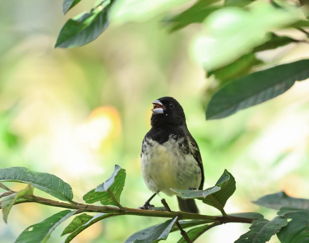 Yellow-bellied Seedeater - ML620568134