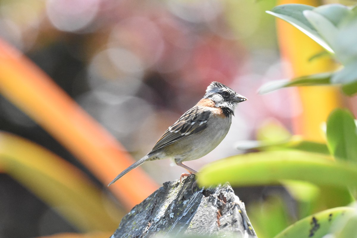 Rufous-collared Sparrow - ML620568136