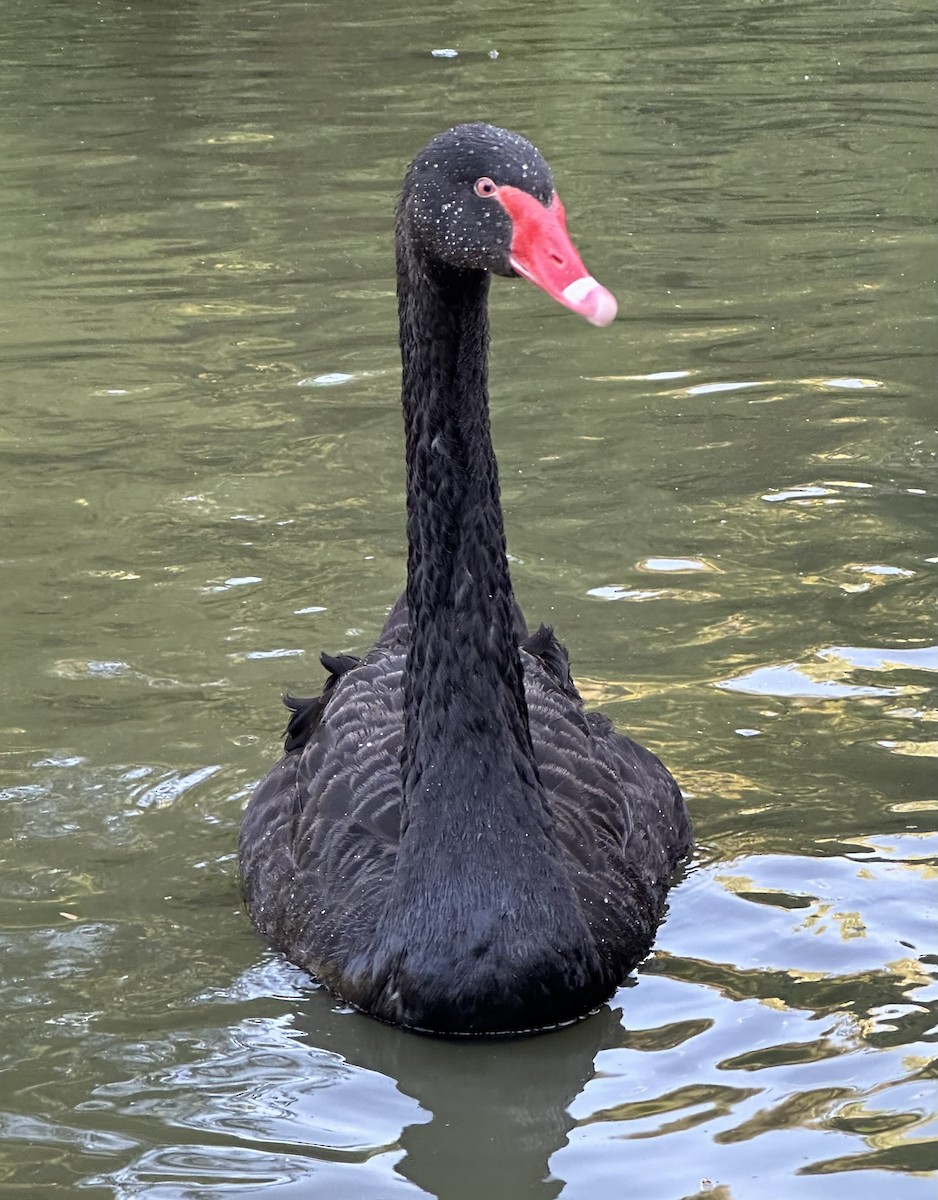 Black Swan - ML620568145
