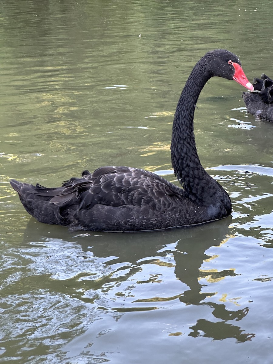 Black Swan - ML620568146