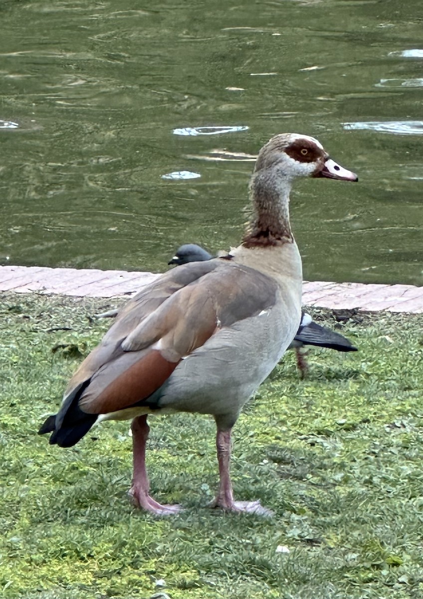 Egyptian Goose - ML620568149