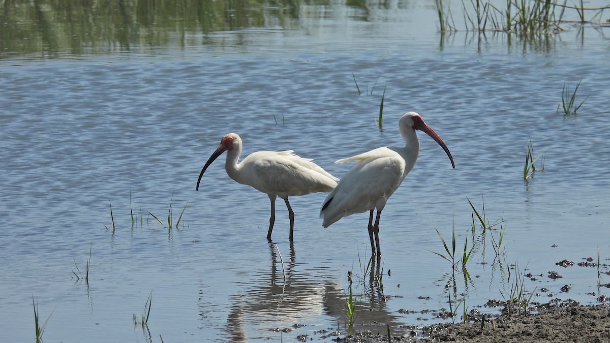 ibis bílý - ML620568158
