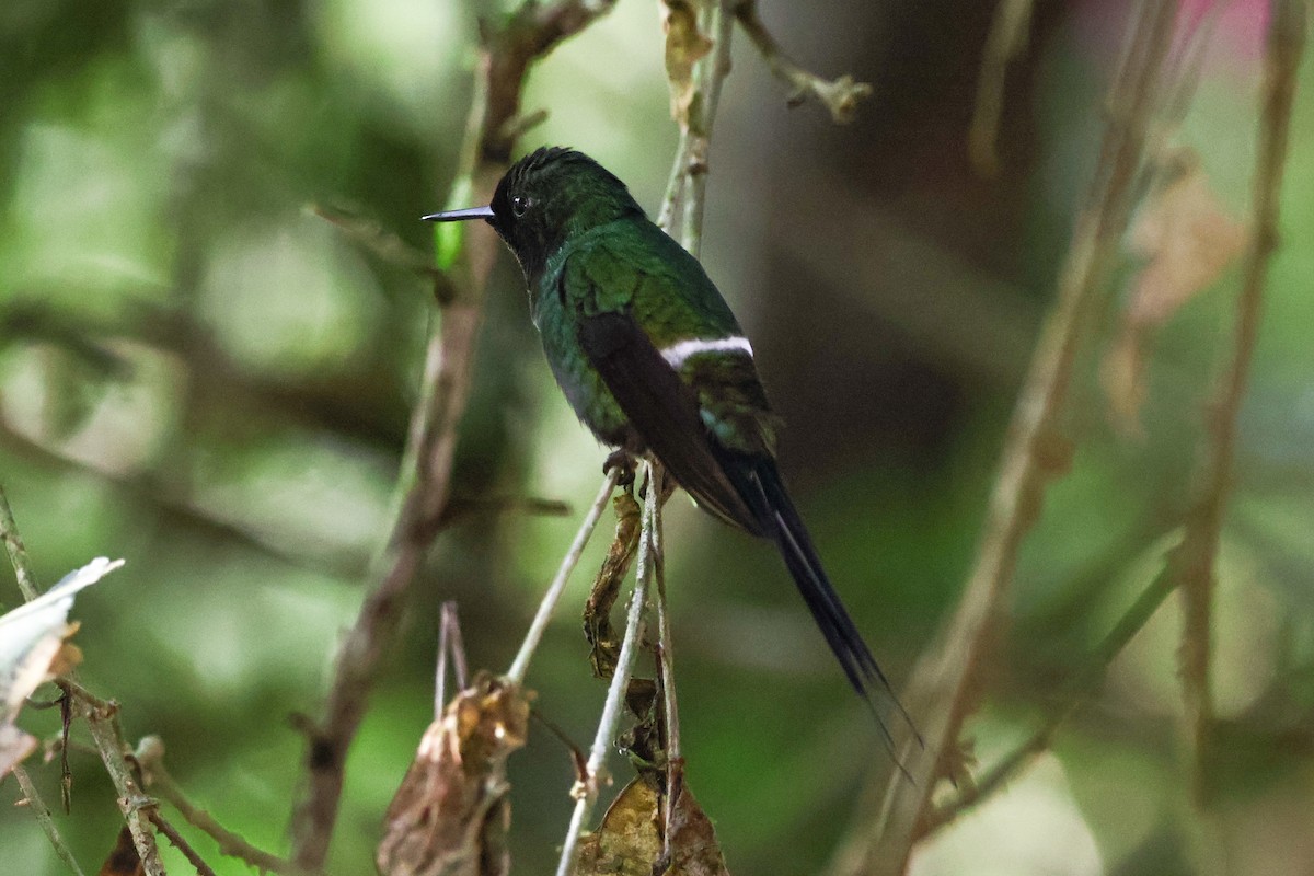 kolibřík trnoocasý - ML620568174