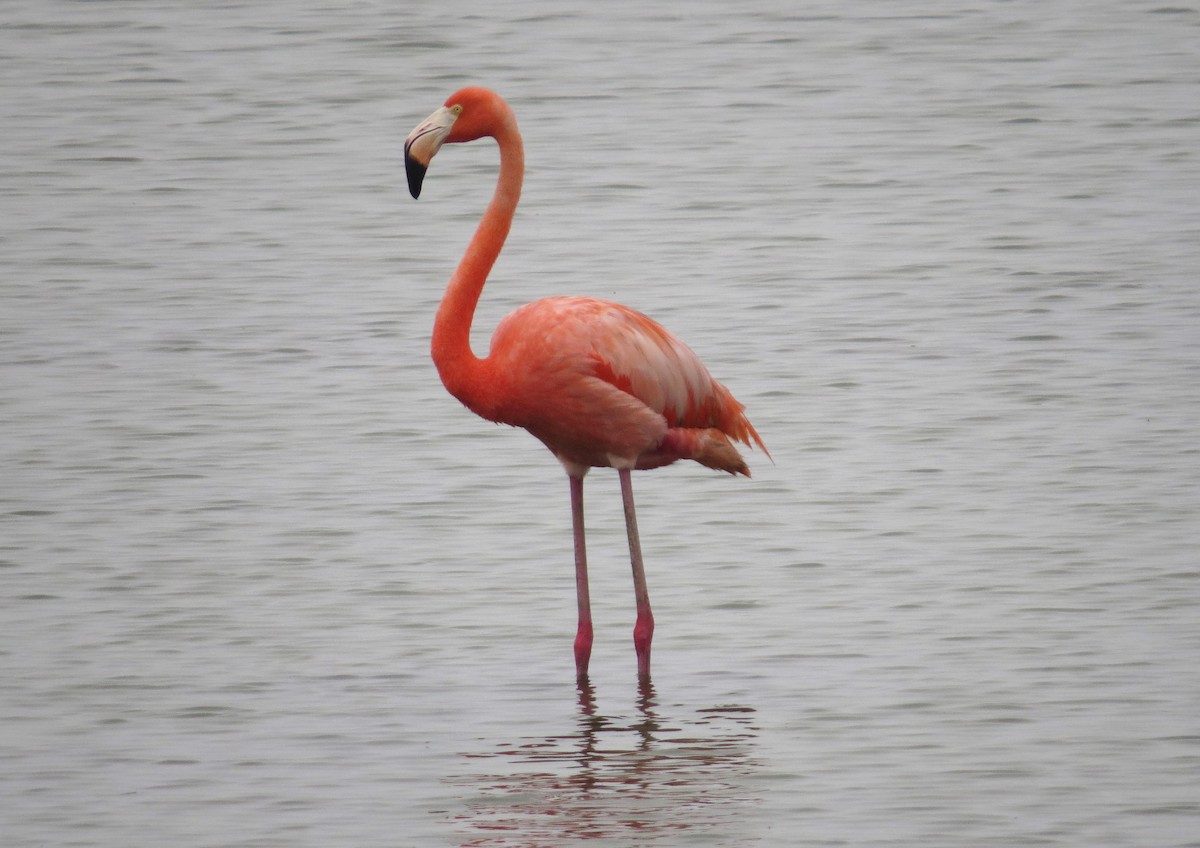 American Flamingo - ML620568175
