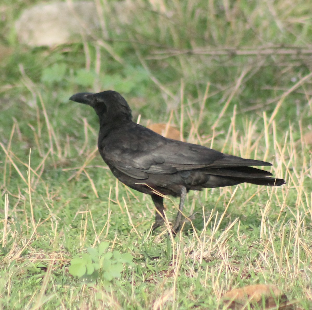 Large-billed Crow - ML620568177
