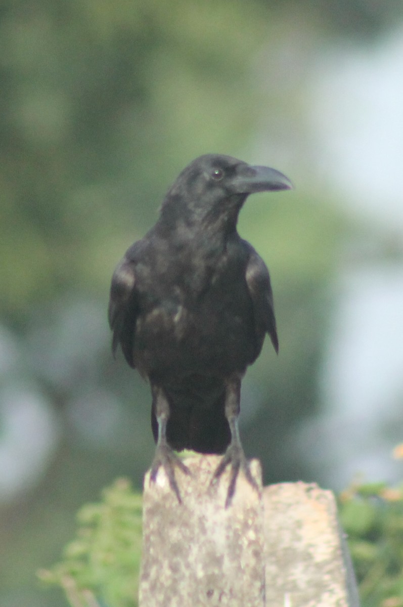Large-billed Crow - ML620568179