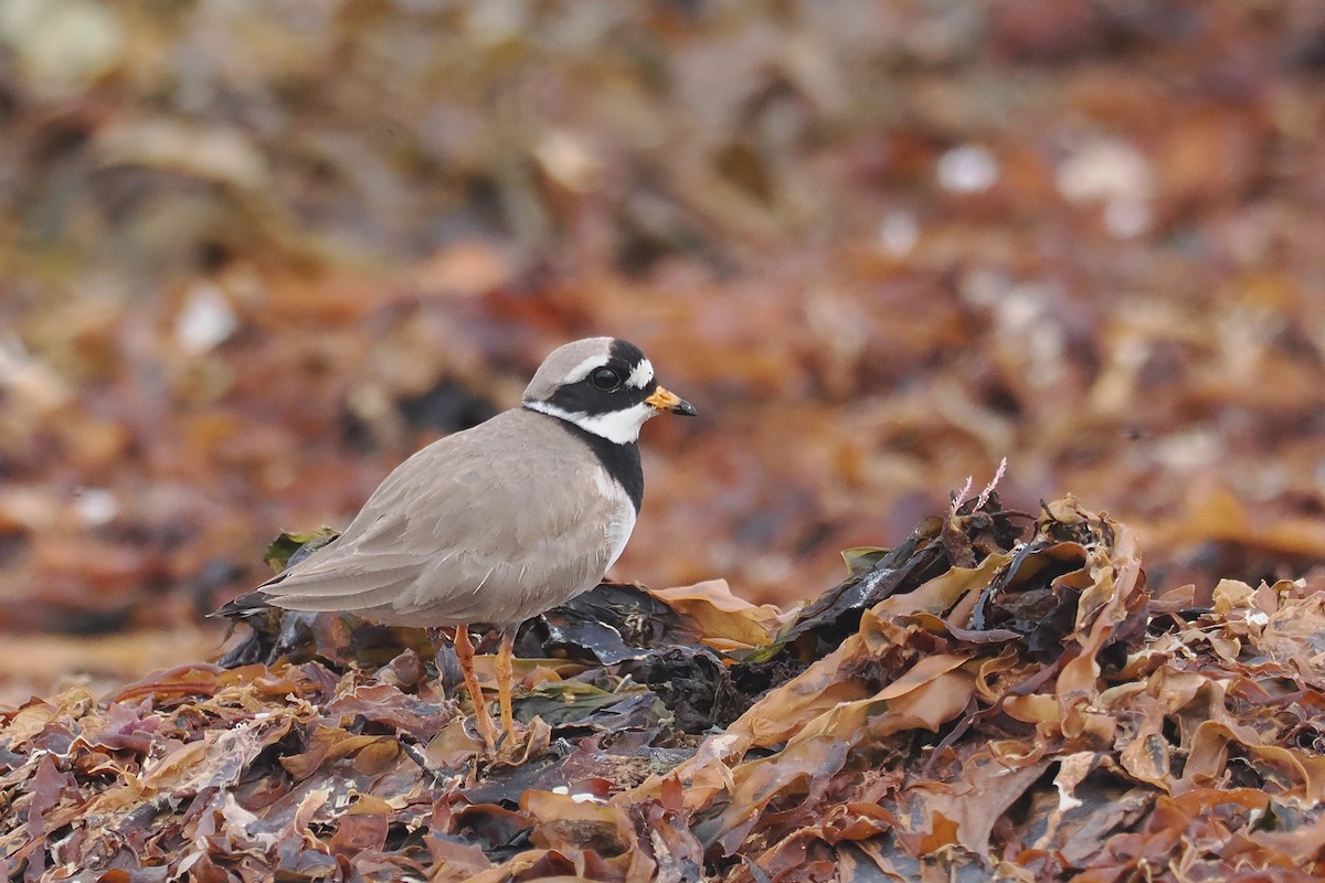 Common Ringed Plover - ML620568182