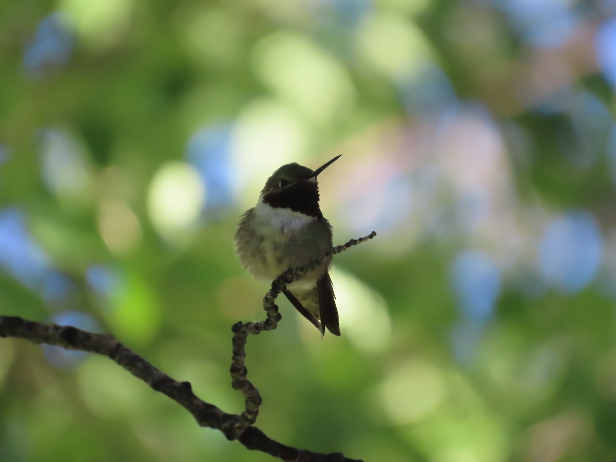 Broad-tailed Hummingbird - ML620568188