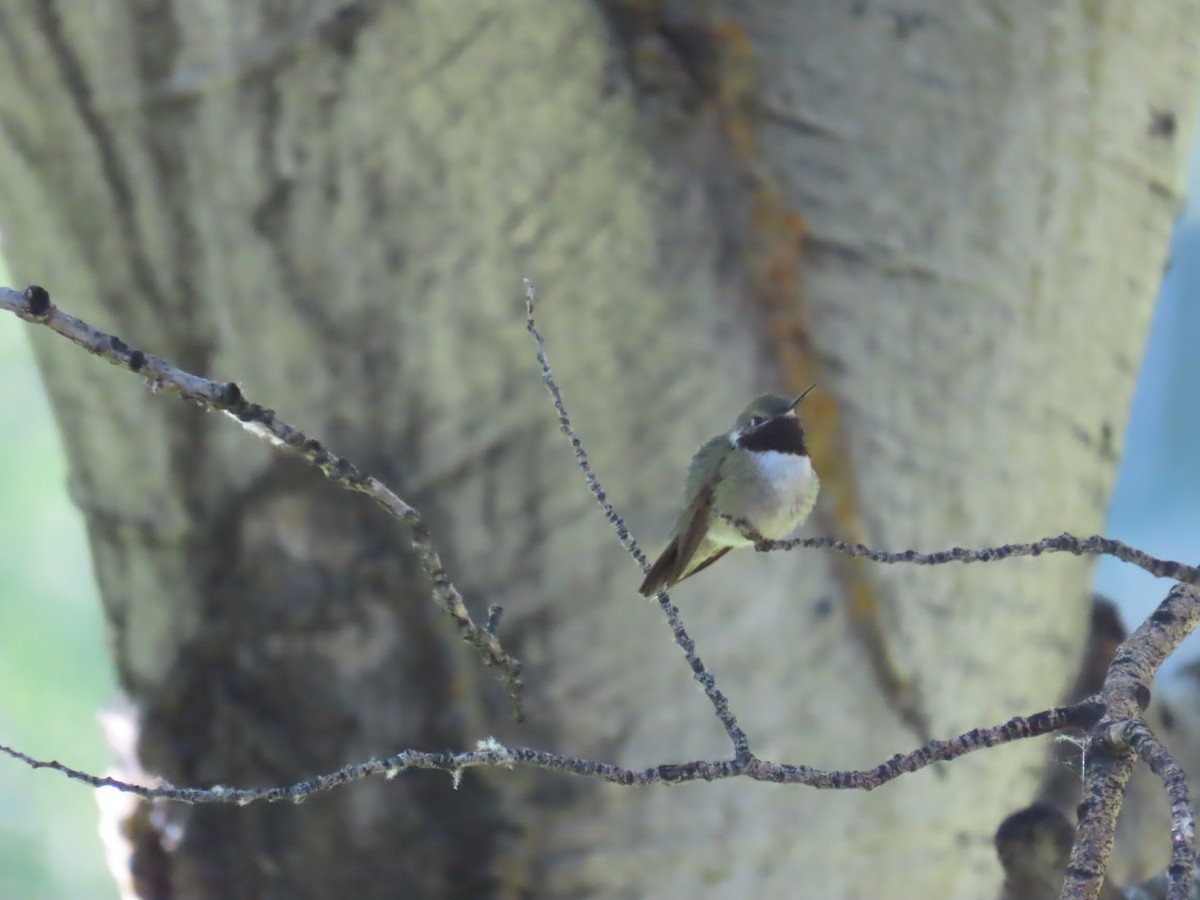 Broad-tailed Hummingbird - ML620568189