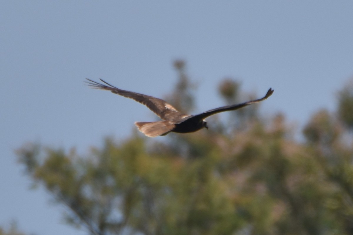 Western Marsh Harrier - ML620568191