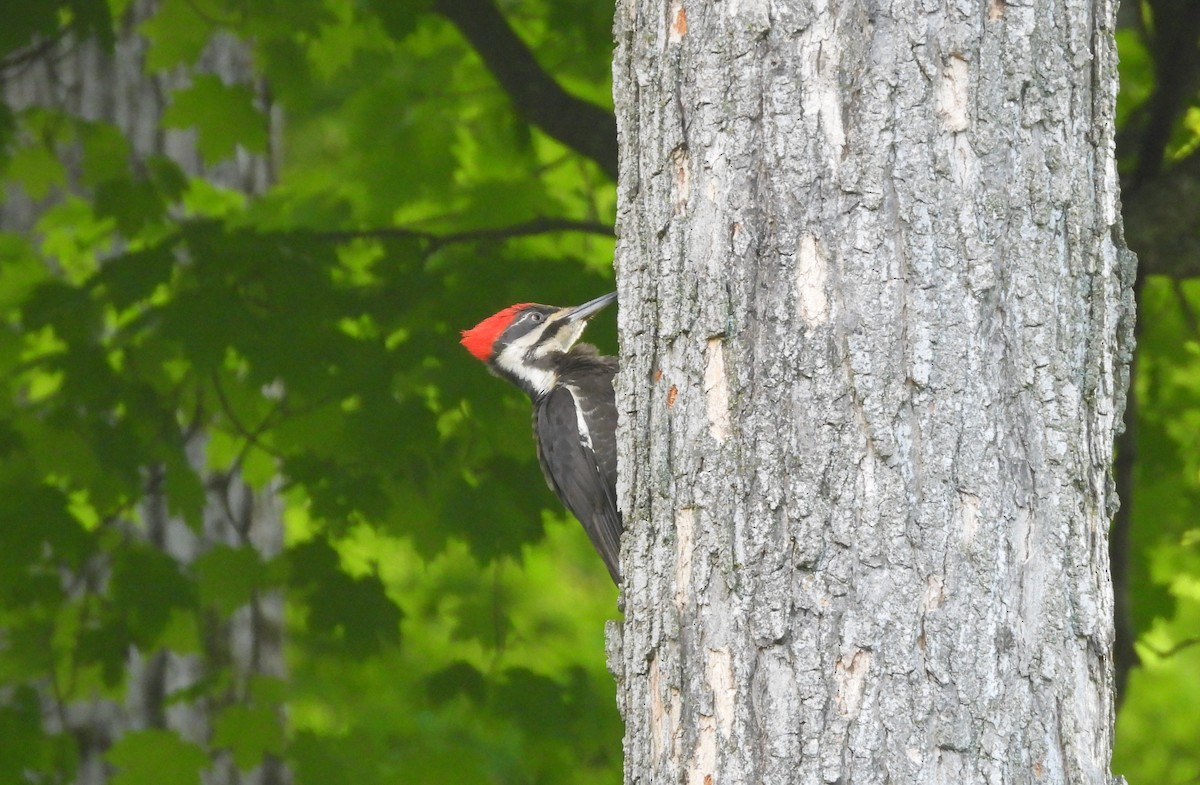 Pileated Woodpecker - ML620568193