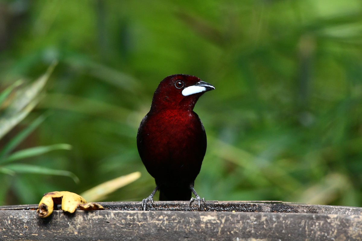 Silver-beaked Tanager - ML620568208