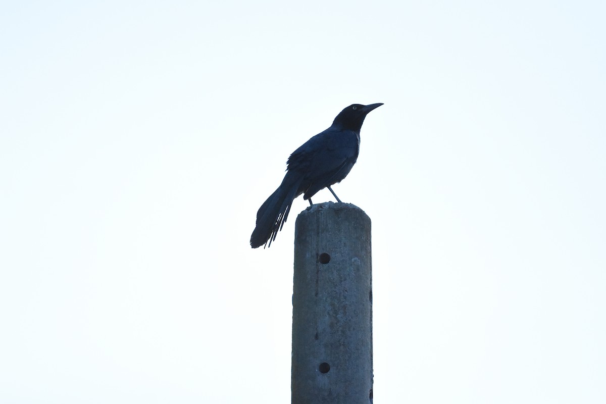 Great-tailed Grackle - ML620568214