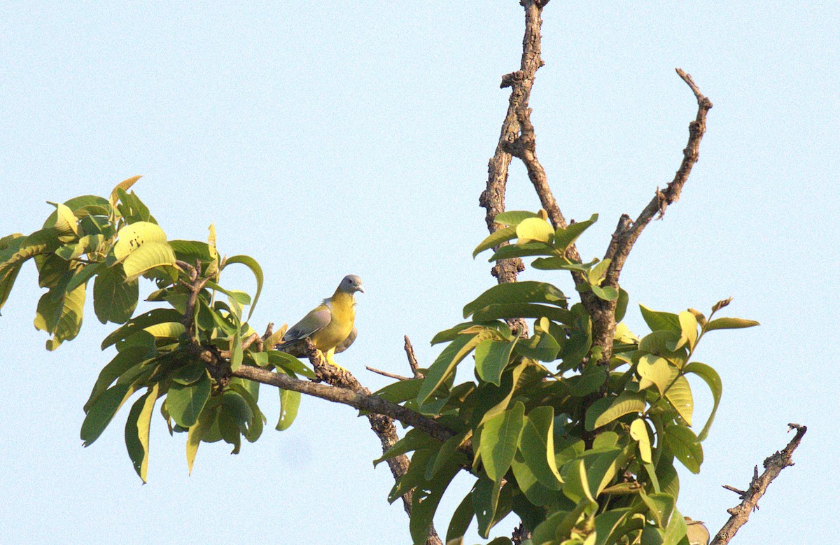 Yellow-footed Green-Pigeon - ML620568219