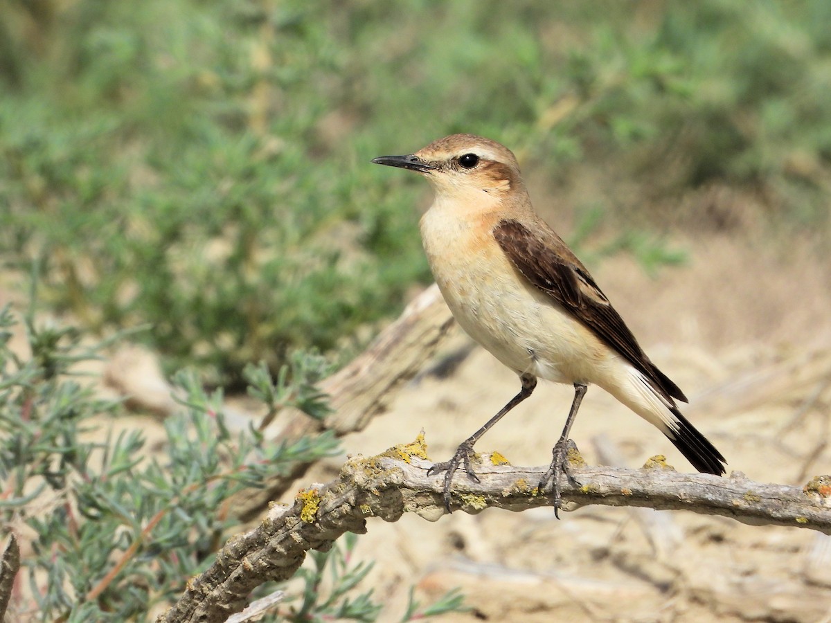 Northern Wheatear - ML620568230