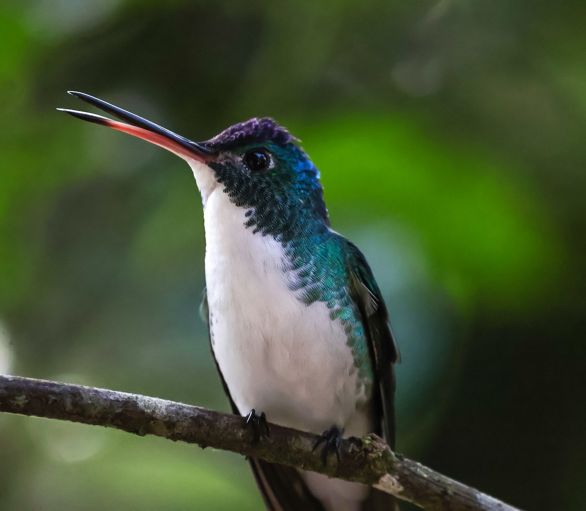 kolibřík andský - ML620568233