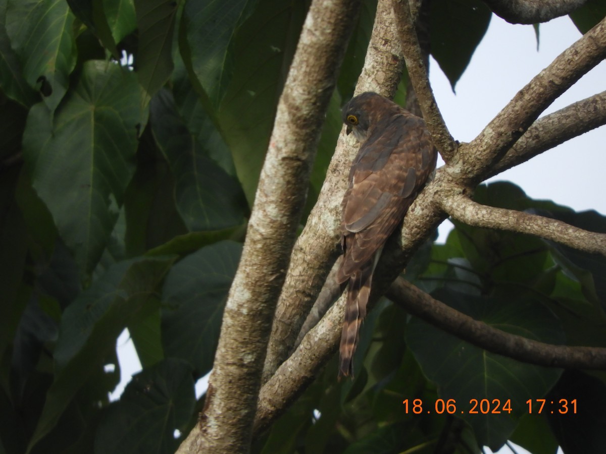Common Hawk-Cuckoo - HARIHARAN T V