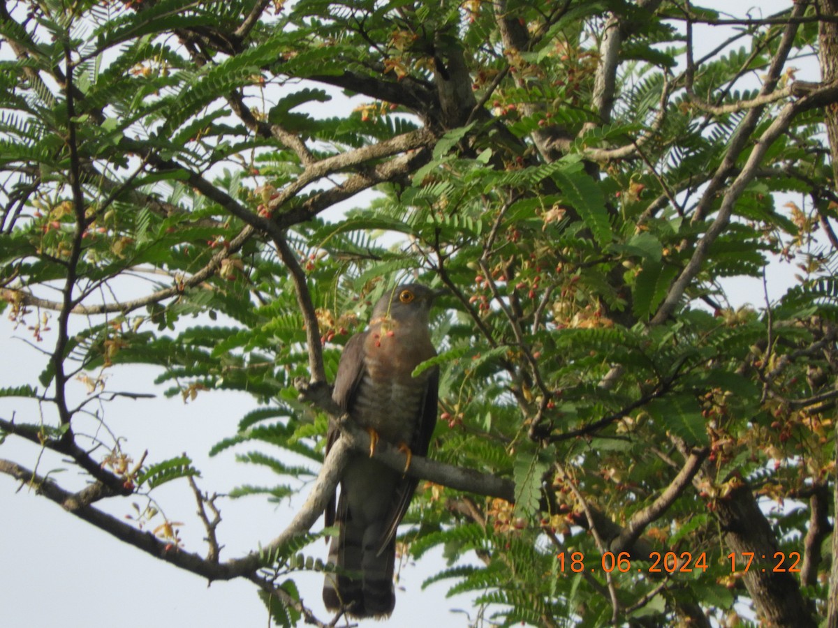 Common Hawk-Cuckoo - ML620568244