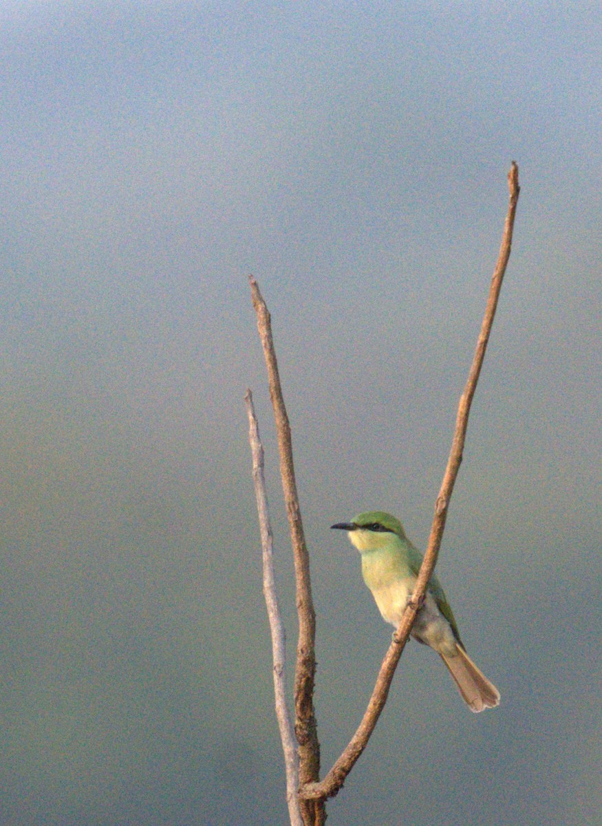 Asian Green Bee-eater - AJAY ARNOLD