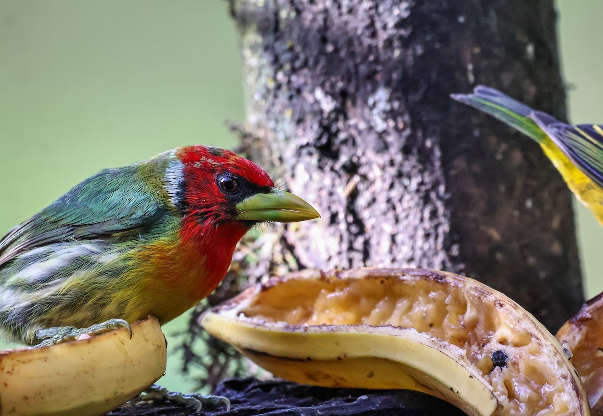 Red-headed Barbet - ML620568247