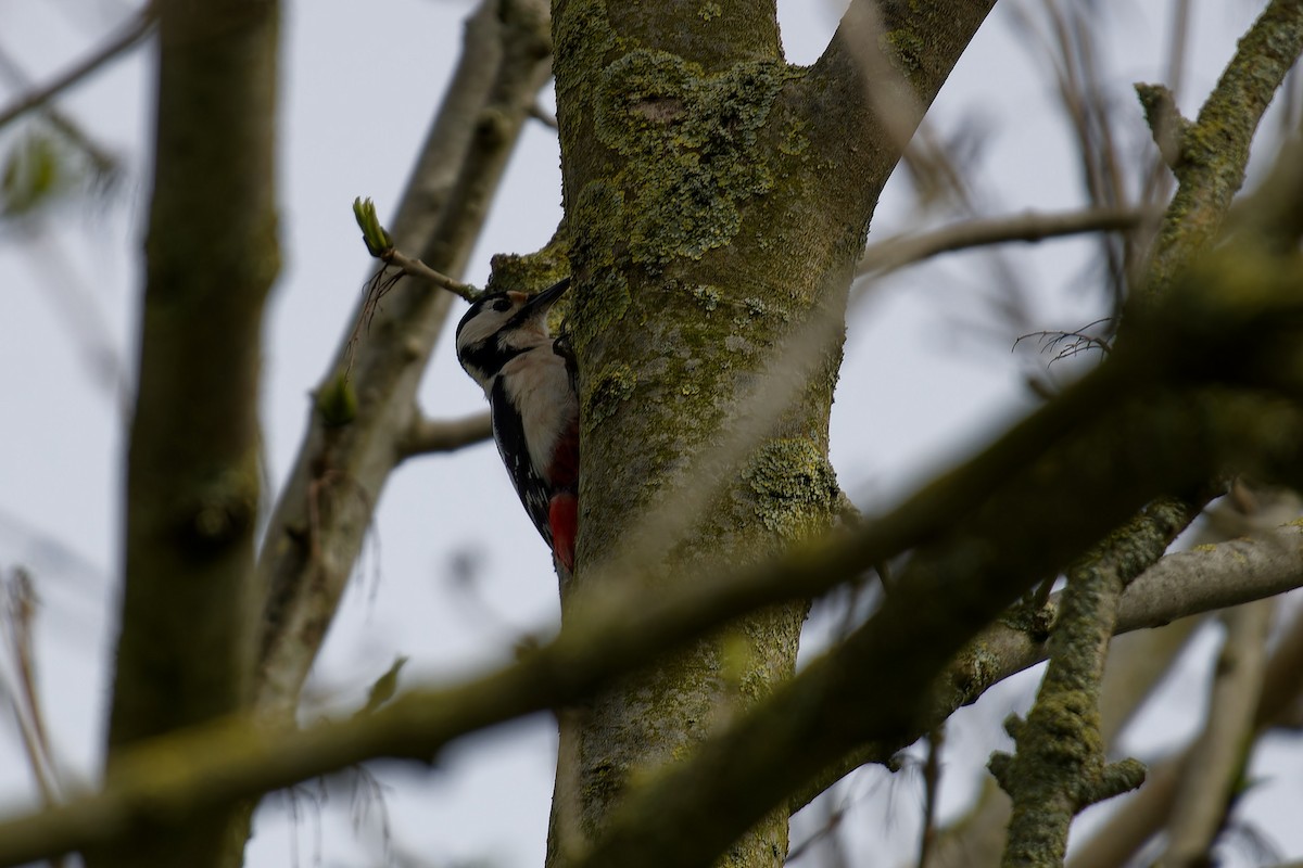 Great Spotted Woodpecker - ML620568259