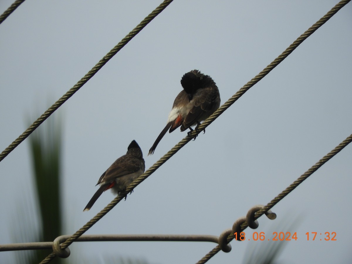 Red-vented Bulbul - ML620568269