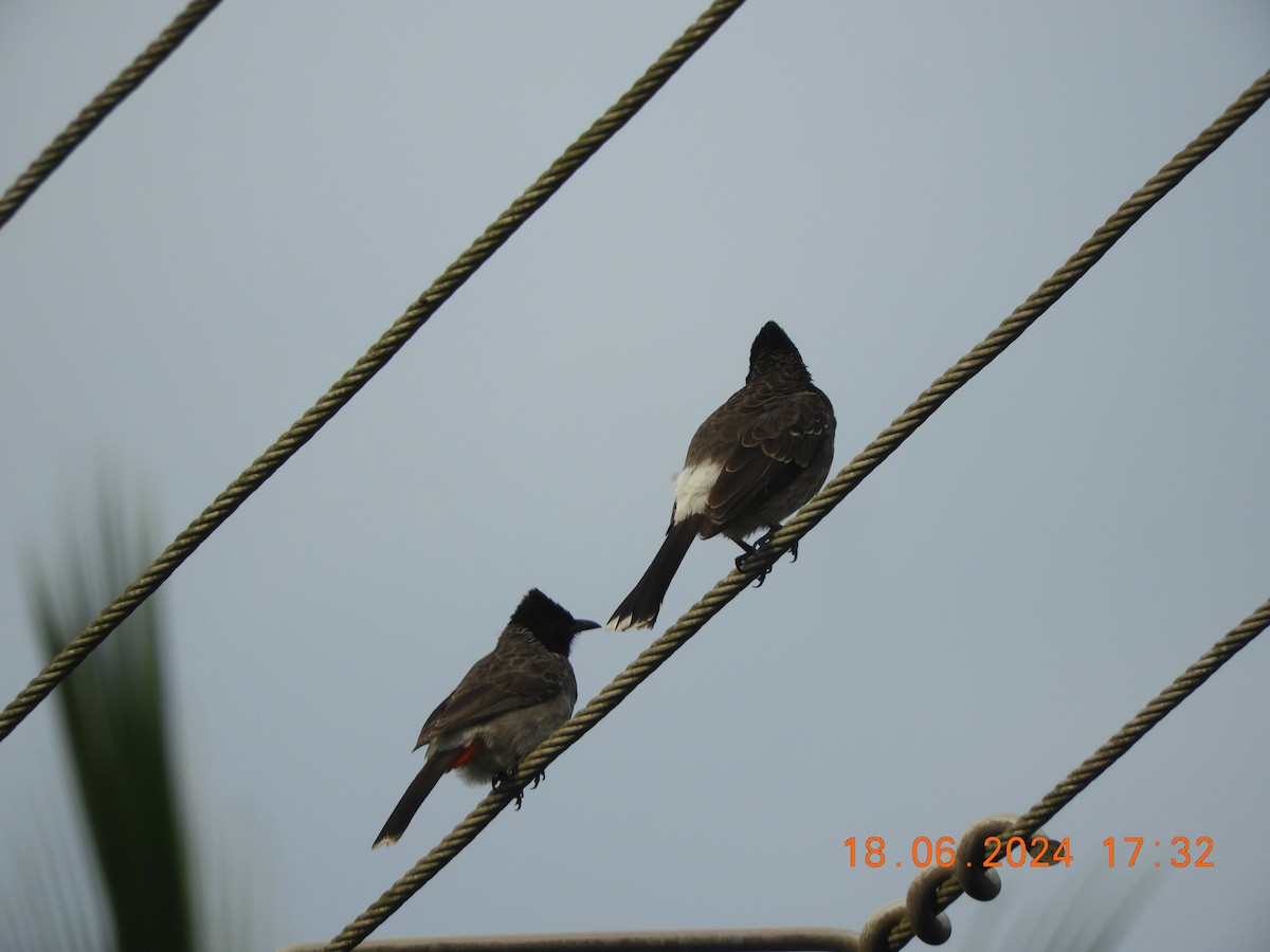 Red-vented Bulbul - ML620568270