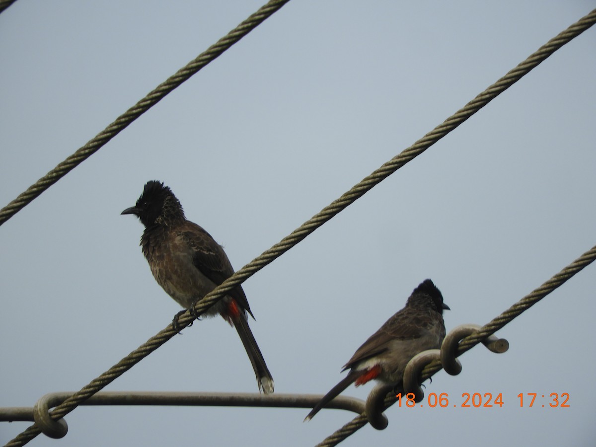Red-vented Bulbul - ML620568271
