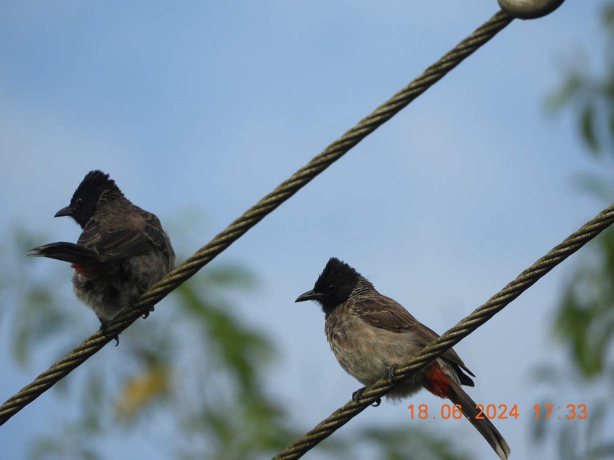Red-vented Bulbul - ML620568272