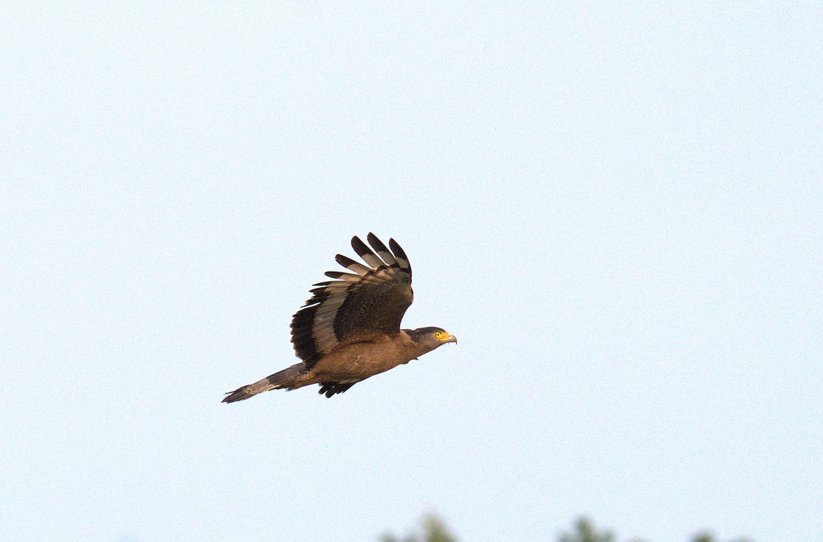 Crested Serpent-Eagle - ML620568278