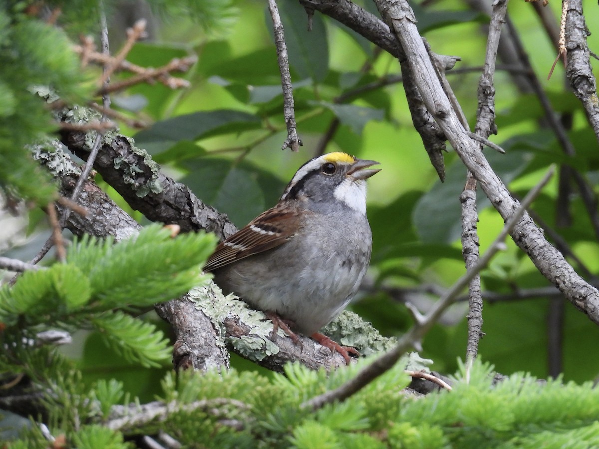 White-throated Sparrow - ML620568296