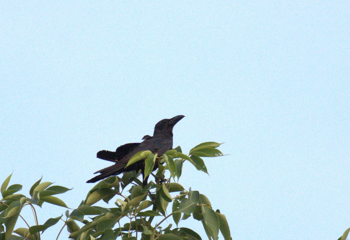 Large-billed Crow - ML620568297