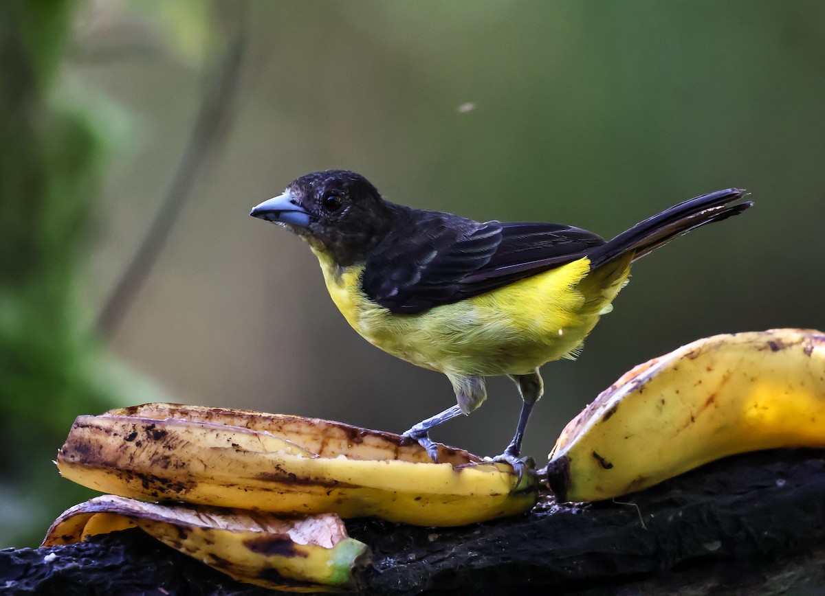 Flame-rumped Tanager (Lemon-rumped) - ML620568303