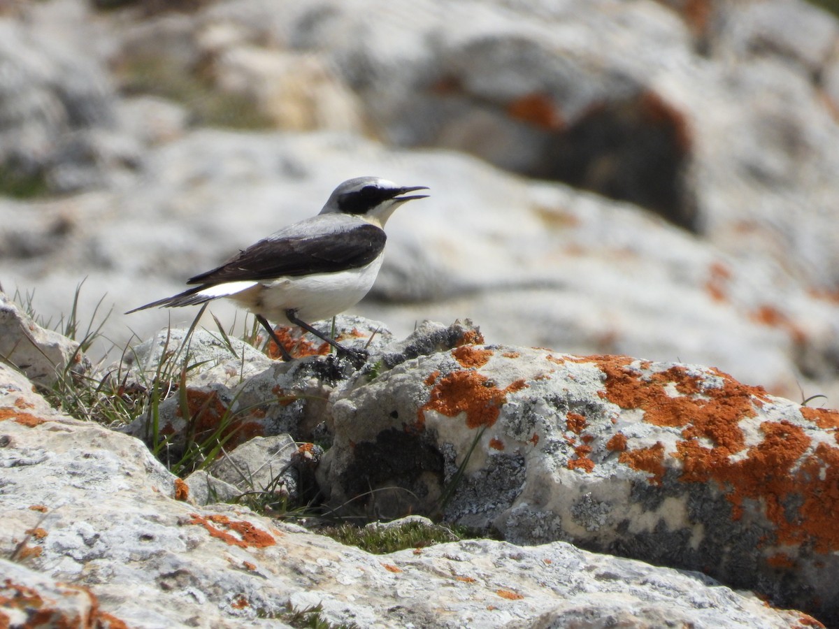 Northern Wheatear - ML620568307