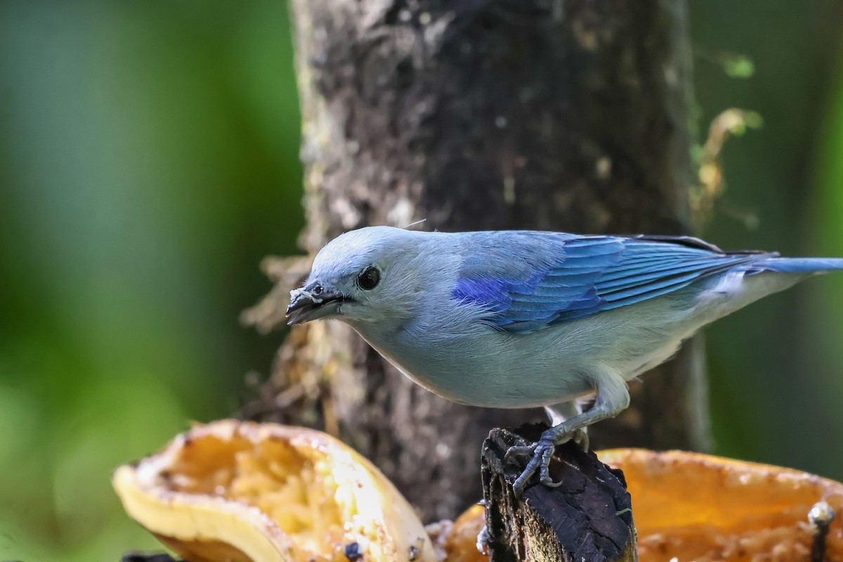 Blue-gray Tanager - ML620568315