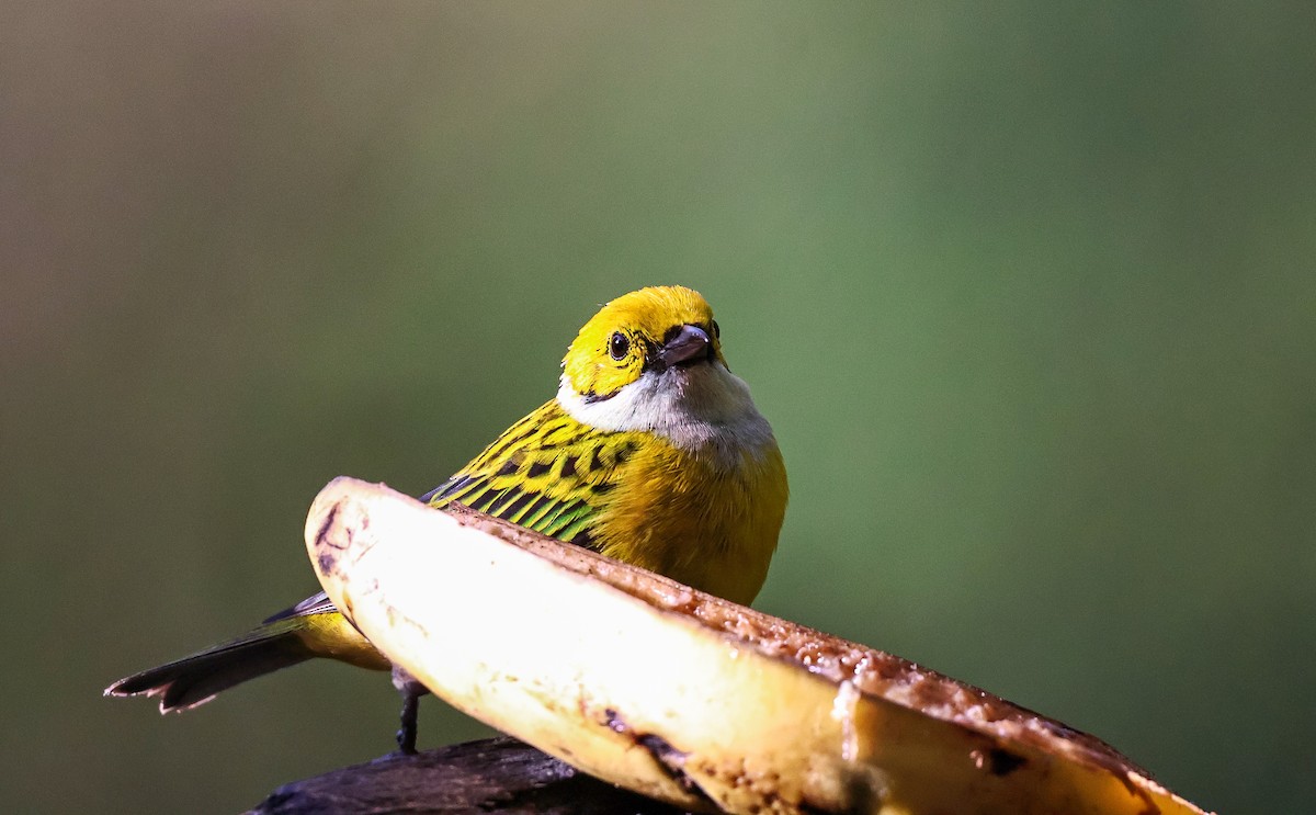 Silver-throated Tanager - ML620568318