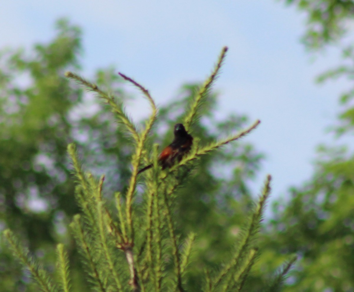 Orchard Oriole - ML620568320
