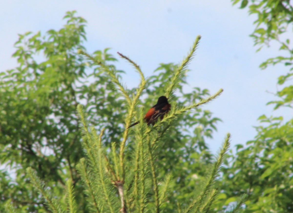 Orchard Oriole - ML620568322