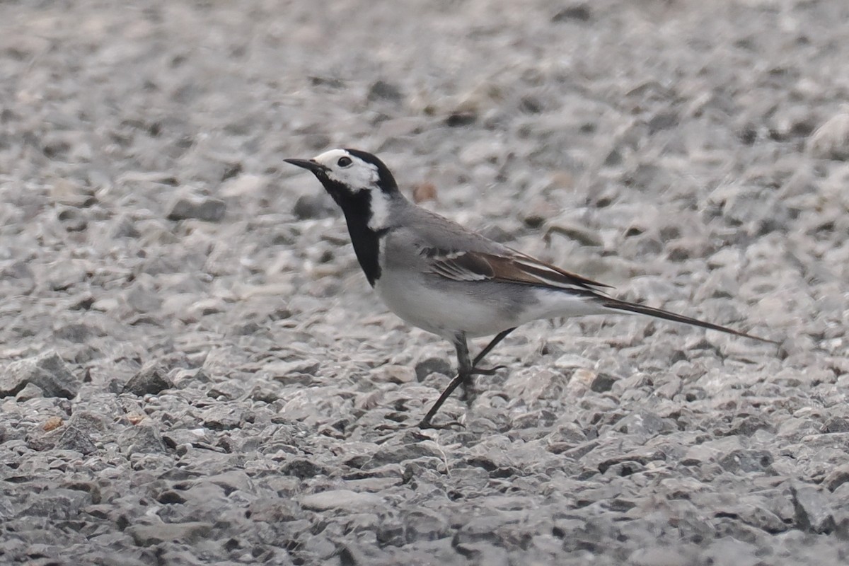 White Wagtail - Donna Pomeroy